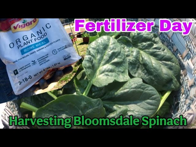 organic potting mix soil Potting Mix Organic