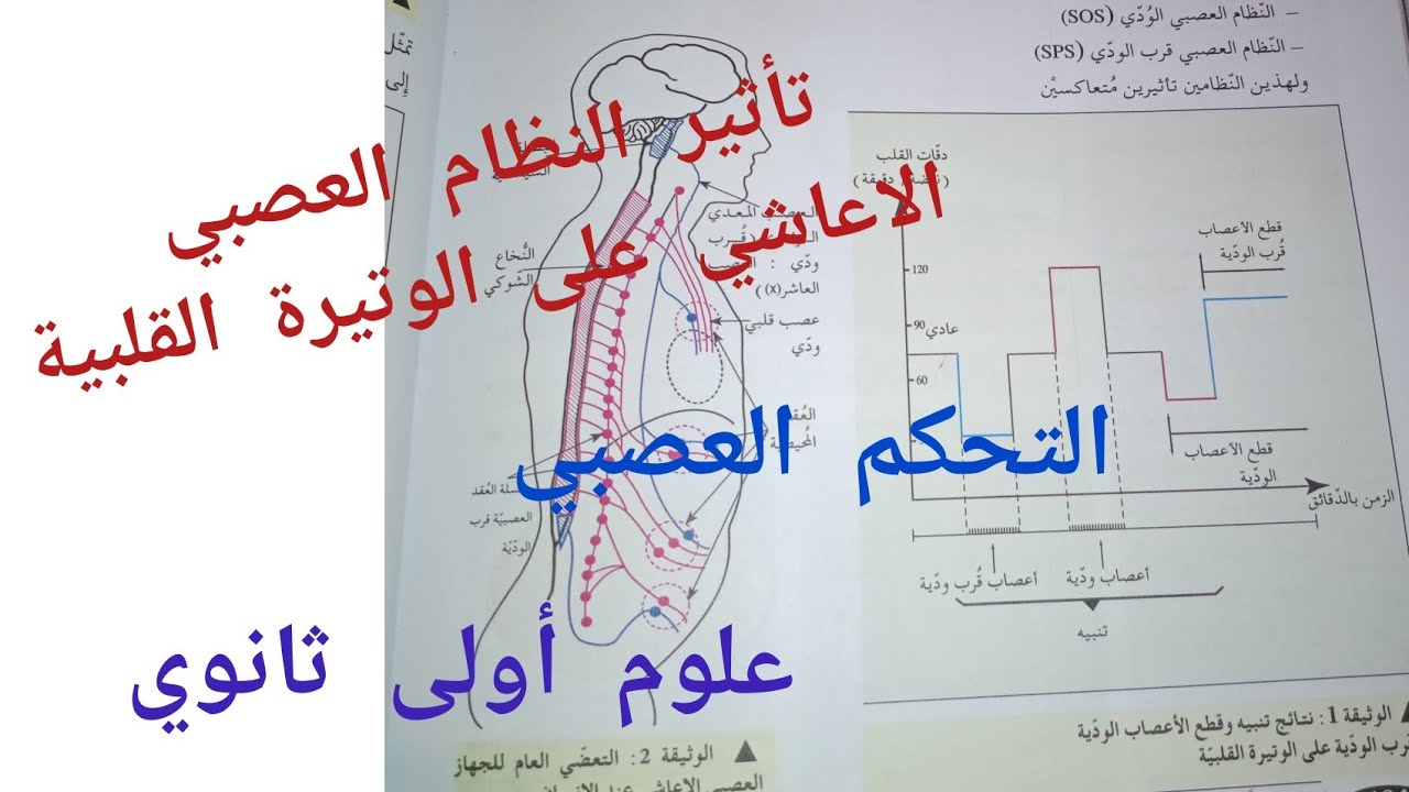 تأثير النظام العصبي الاعاشي على الوتيرة القلبية_التحكم العصبي/علوم أولى ثانوي