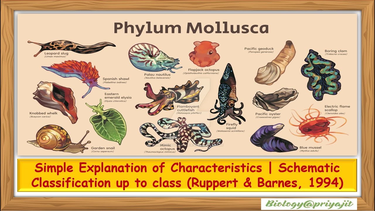 Phylum Mollusca: General Characteristics & Classification | Zoology UG & PG