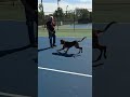 Dog Training in Charlottesville, VA with Ridgeside K9 Charlottesville