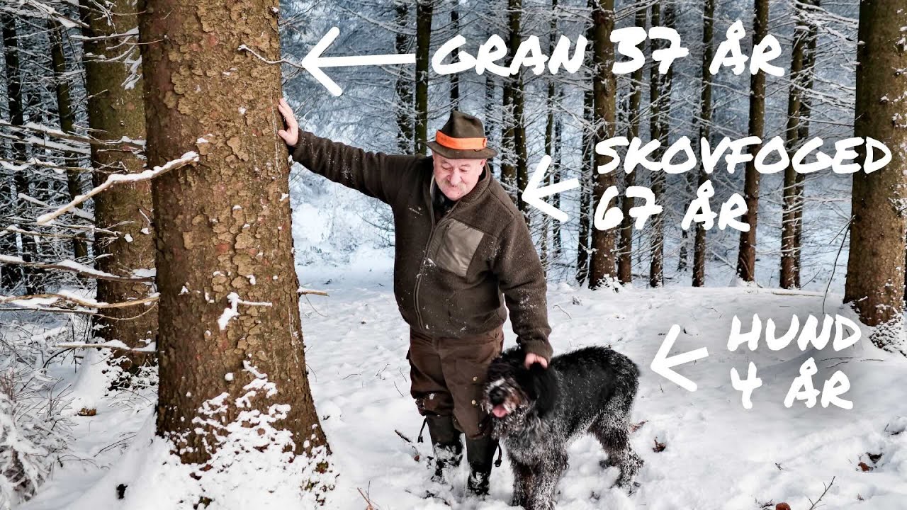 Når skovfogeden kan høste det, han selv plantede