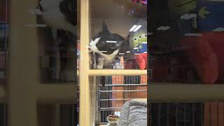 cats for adoption at PetSmart City of industry California #cat #rescuecatsrock #catsanctuary