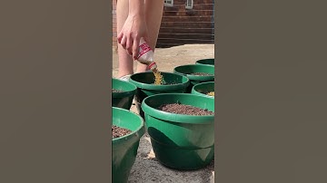 What is the Best Soil for Container Gardening?