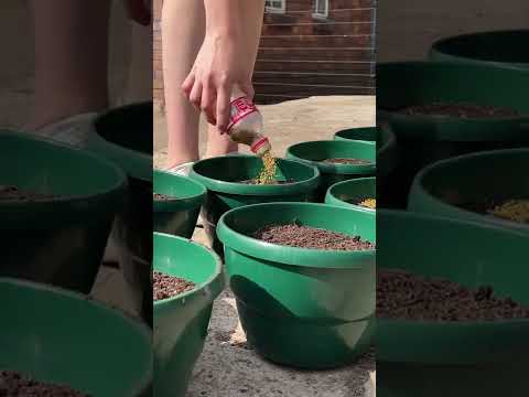 Video: Southwest Container Gardening: Gojenje zelenjave v lončkih v puščavah