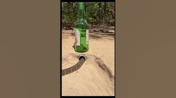 Easy to trap  use bottle #nature #snake #snakevideo #shorts #snaketrap  #youtubeshorts #wildlife