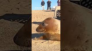 Mystic Aquarium releases 2 rehabilitated seals in RI