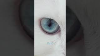 Infinity 🤍🐾 Beautiful White Cat With Heterochromia