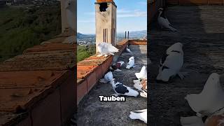 Warum gibt es in Saudi-Arabien nie Tauben auf den Dächern 🕊️