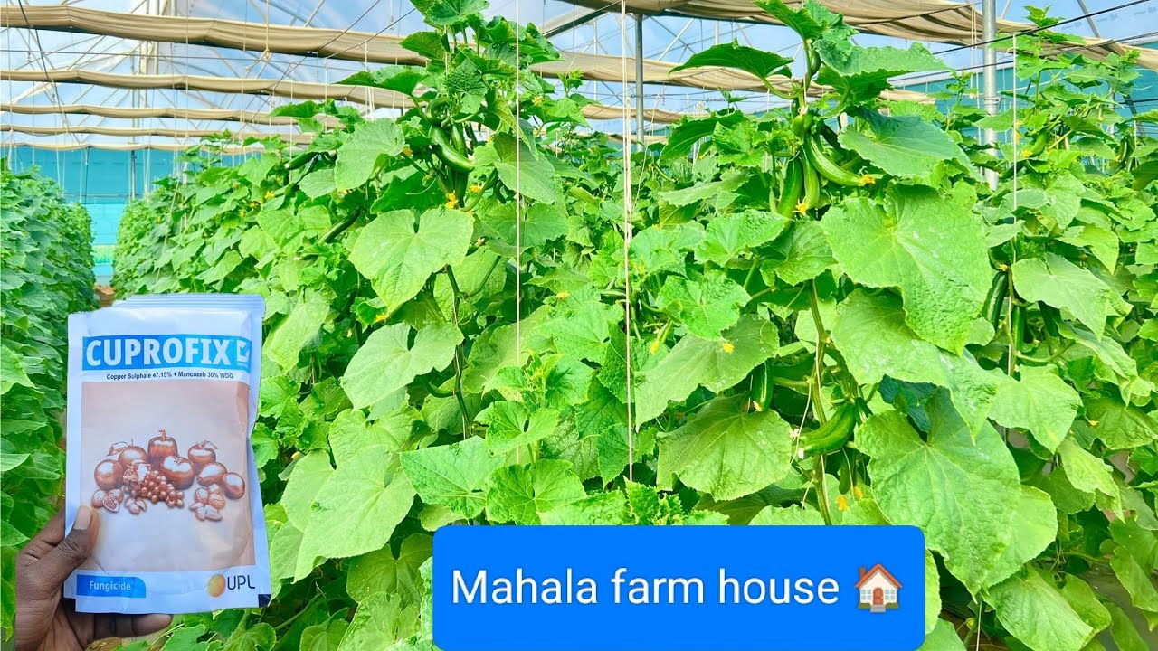 Blight ka treatment , ब्लाइट का ट्रीटमेंट कैसे करें!Mahala farm house 🏡