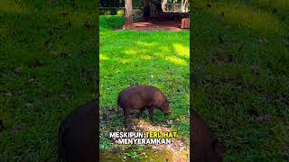 BABI RUSA! Kebun Binatang Ragunan