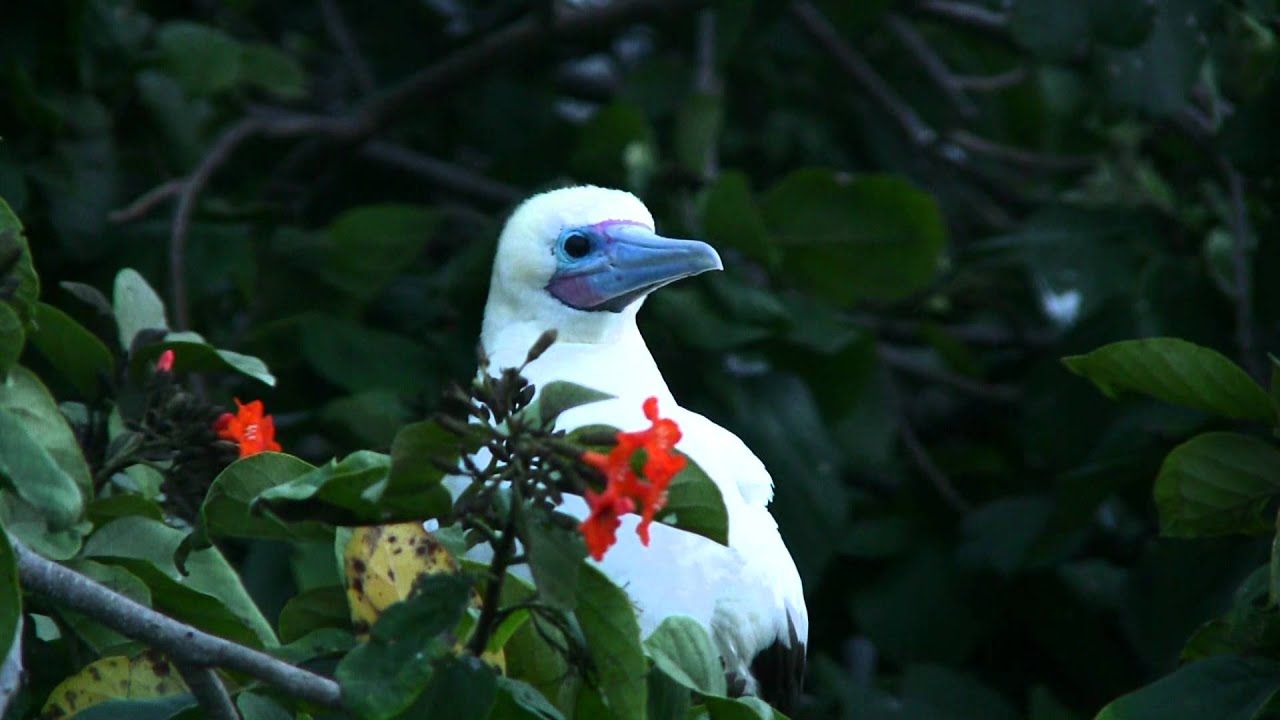 Half Moon Caye - Red-footed Booby Colony 