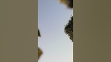 !!!CRASH WITH DRONE!!! DJI Mavic Air 2 crash testing into the tree |D.H.I.M|