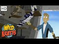 Wild Kratts |Creatures That FLY|Wildlife