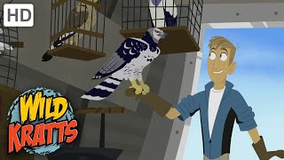 Wild Kratts |Creatures That FLY|Wildlife