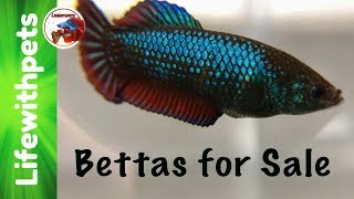 Betta Fish For Sale!
The day has finally arrived and our Betta Fish are for sale. All the details for them are on our website.
Our online Store https://www.lifewithpetsgci.com
LETS CONNECT!
Instagram ~ https://www.instagram.com/lifewithpets72
Facebook ~ https://www.facebook.com/sheila.gardner.524934
website ~ https://www.lifewithpetsgci.com
Business inquiries only.
gciinc@hotmail.com
The above links are Amazon Affiliate links. Well receive a small commission if you use these links, thank you for supporting our channel.
This video content is the property of Lifewithpets72 and may not be used or reproduced without written permission. Betta Fish For Sale!