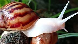 Beautiful White Snails | The Most Relaxing Slow Motion Ever