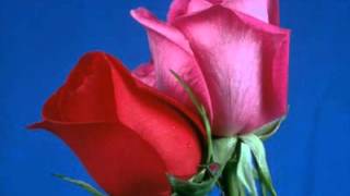 Selam Olsun Sana Bu Can Feda Olsun Kai̇natin Selveri̇ne