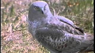 Secrets of the Pine Barrens: Northern Harrier