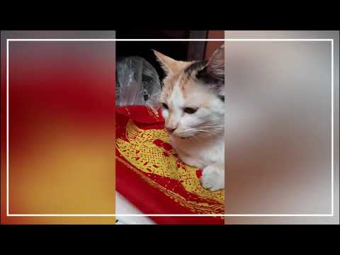 Video: Keputihan Pada Kucing
