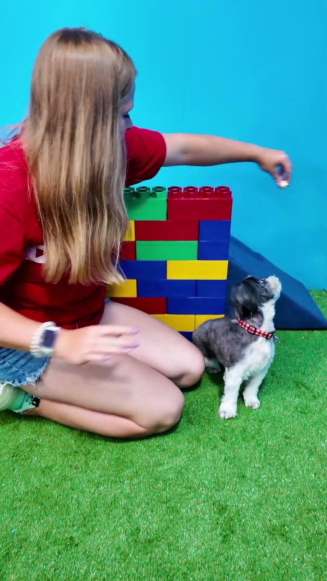 Wiggles Waggles and Waffles  have a Funny Dog Experiment #FamilyFun #FunnyDogs #AssistantDogs