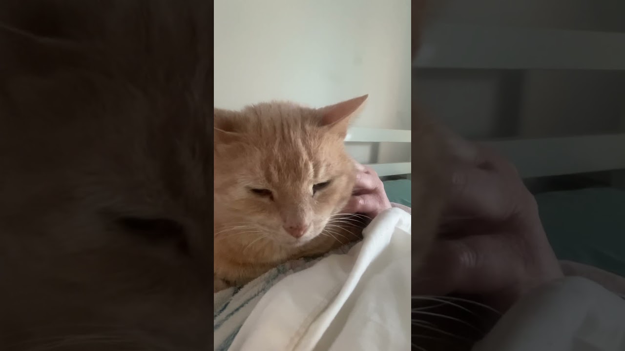 Sid the cat