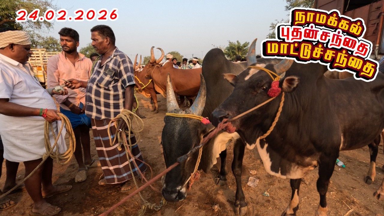 🐄 24.02.2026 நாமக்கல் புதன்சந்தை  | செவ்வாய்கிழமை மாட்டுச்சந்தை விலை அப்டேட்
