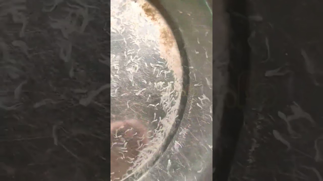 pangasius fish spawn