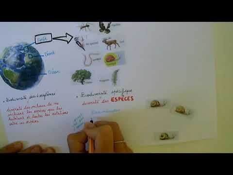 Vidéo: Quels sont les 5 niveaux de la hiérarchie écologique ?