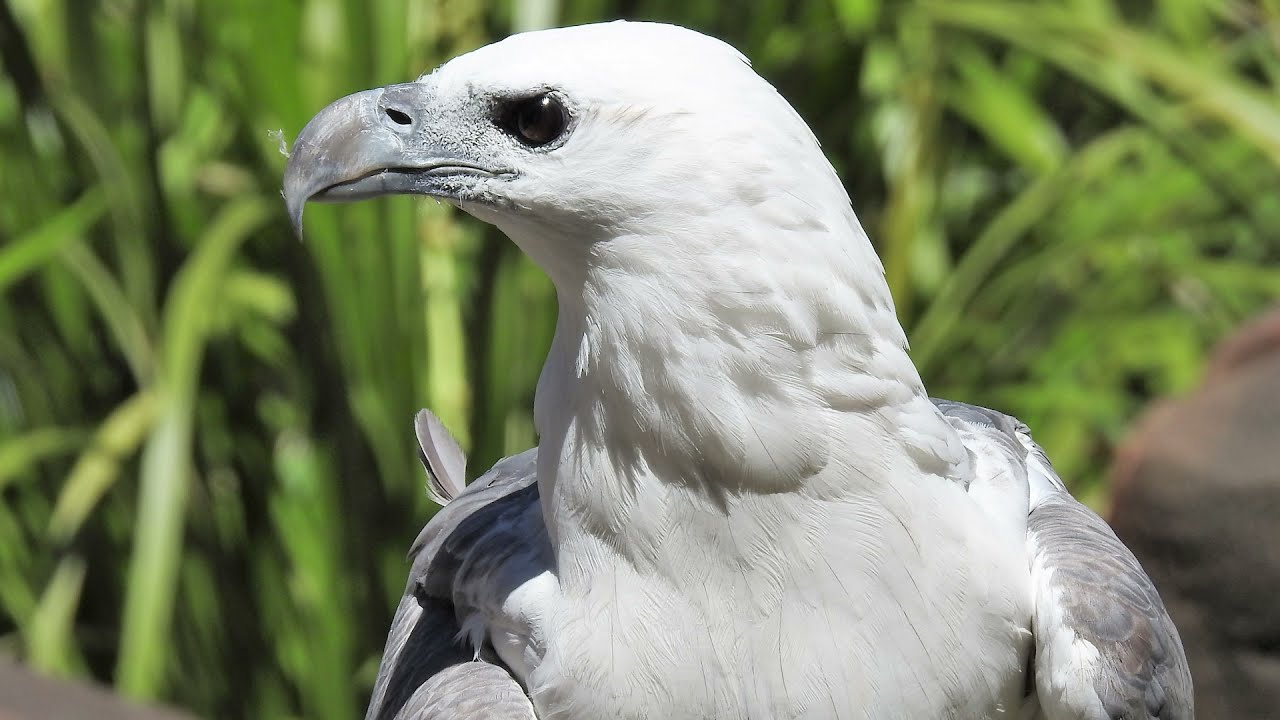 WHITE-BELLIED SEA-EAGLE - Australia' largest Sea Raptor