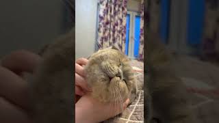 Massage session for a kitten