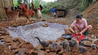 Move chickens, ducks, geese to new farms, dig duck ponds, build fences, farm construction journey.