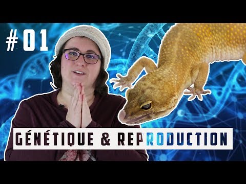 #01 LA GÉNÉTIQUE CHEZ LE GECKO LÉOPARD - Comprendre les bases