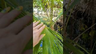 #Jungle #Lake #cuba #Crocodile #exotic #джунгли #куба #экзотика #travel #tranding #Travel #trip #wow