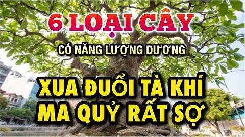 6 cây phong thủy TRỪ TÀ TẨY UẾ KHÍ cho ngôi nhà