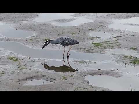 Bayonne Wildlife Richard A. Rutkowski Park Woodpecker Blue Heron Red-winged Blackbird May 15, 2022