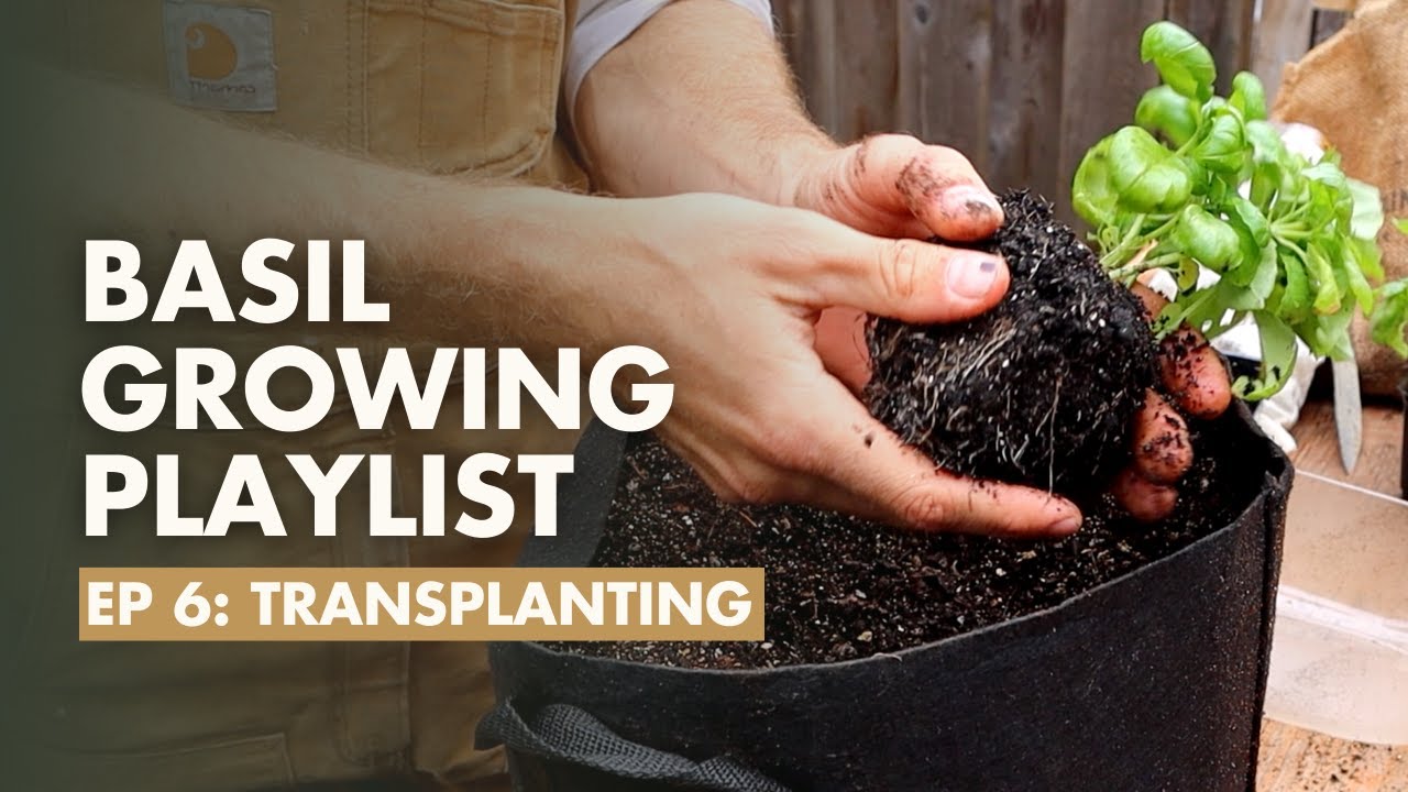 (Ep 6/8) How to Transplant Basil into the Garden Basil Growing Guide