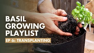 (Ep 6/8) How to Transplant Basil into the Garden - Basil Growing Guide