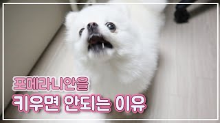 당신이 포메라니안을 키우면 안되는 5가지 이유