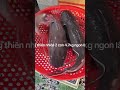 CÁ LĂNG SÔNG - ĐẶC SẢN CÁ SÔNG THIÊN NHIÊN AN GIANG
