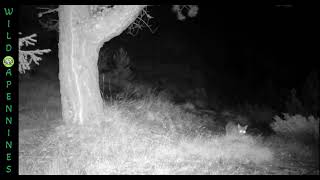 Raro gatto selvatico sulle tracce del lupo! Scoperto da #fototrappola sull’Appennino Modenese