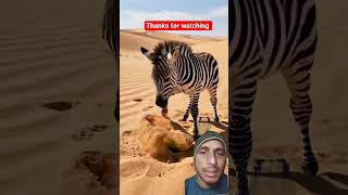 Why a Zebra is Eating Papaya.जेब्रा का पपीता कौन खा गया ।#facts #zebra #papaya #ytshorts #viralshort