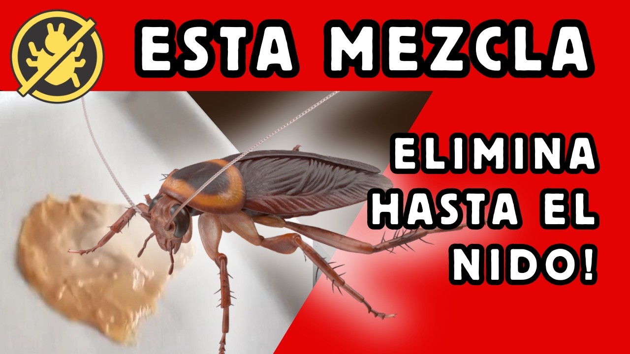 ¿Qué pasa cuando las cucarachas comen esto? ¡no creerás el resultado!