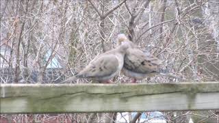 Mourning Doves --- mating ritual