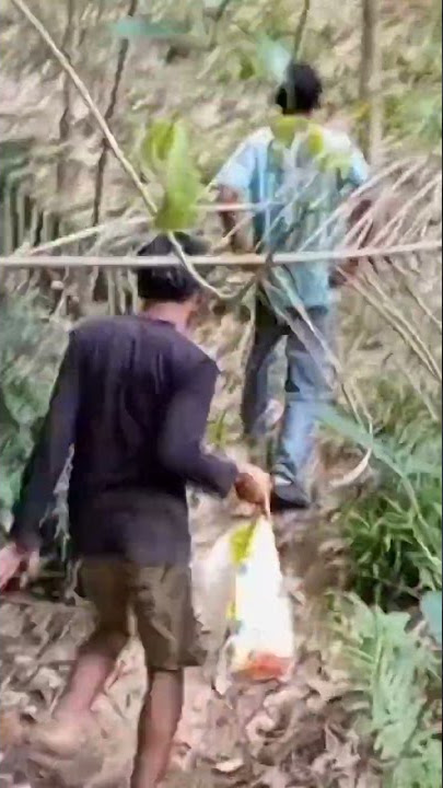 KOK GINI ??? KESERUAN NYARI BRONDOLAN SAAT GAK PUNYA DUIT !! #shorts #sawit #brondolan