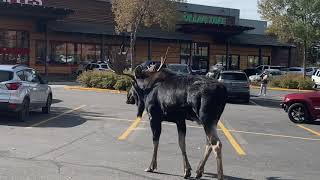Bull Moose Rutting In Town