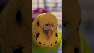 Budgie Eyelashes