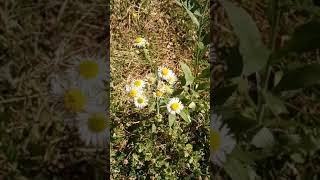 healing benefits of fleabane