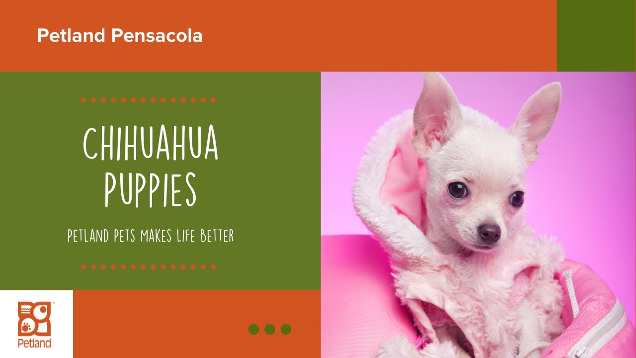 petland chihuahua