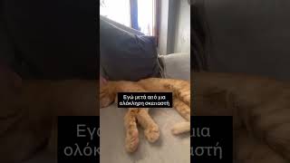 Εγώ μετά από μια ολόκληρη σκεπαστή 😂 #κατοικιδια