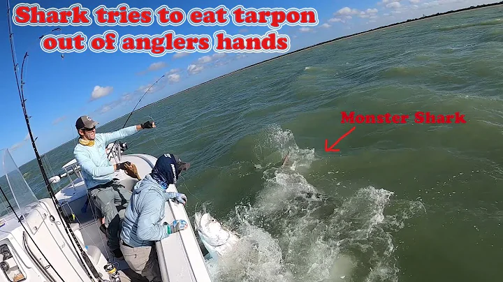 MONSTER Bull Shark tries to eat a big Tarpon out o...